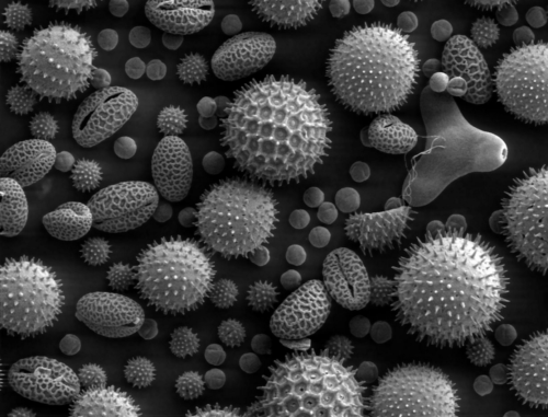 Ziarna pyłku różnych gatunków roślin, powiększenie 500x.